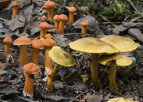 Cortinarius cinnamomeus